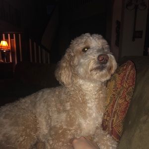 Meet your Posher, Hannah